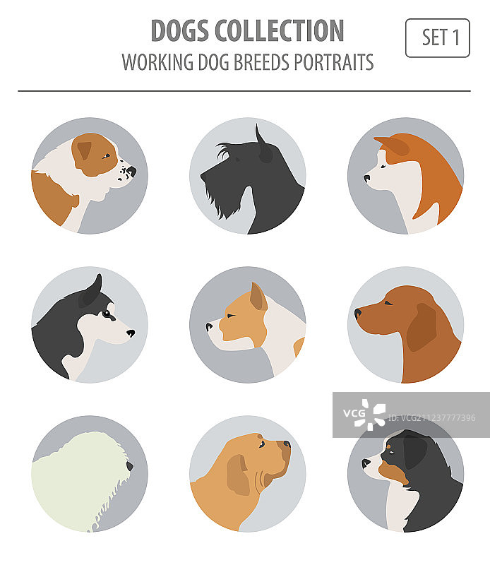 工作犬品种合集图片素材