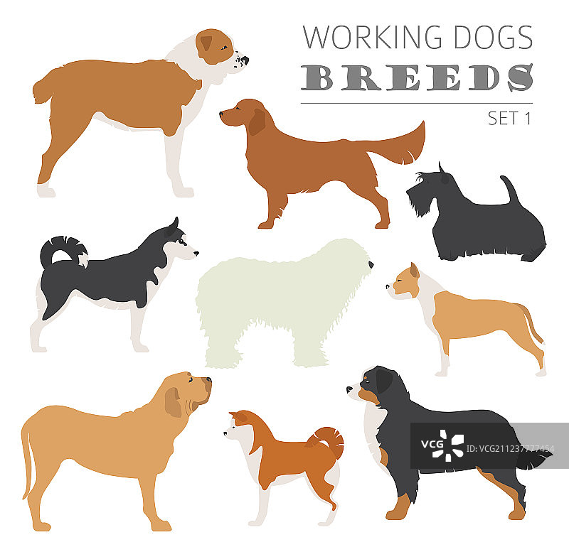 工作犬品种合集图片素材