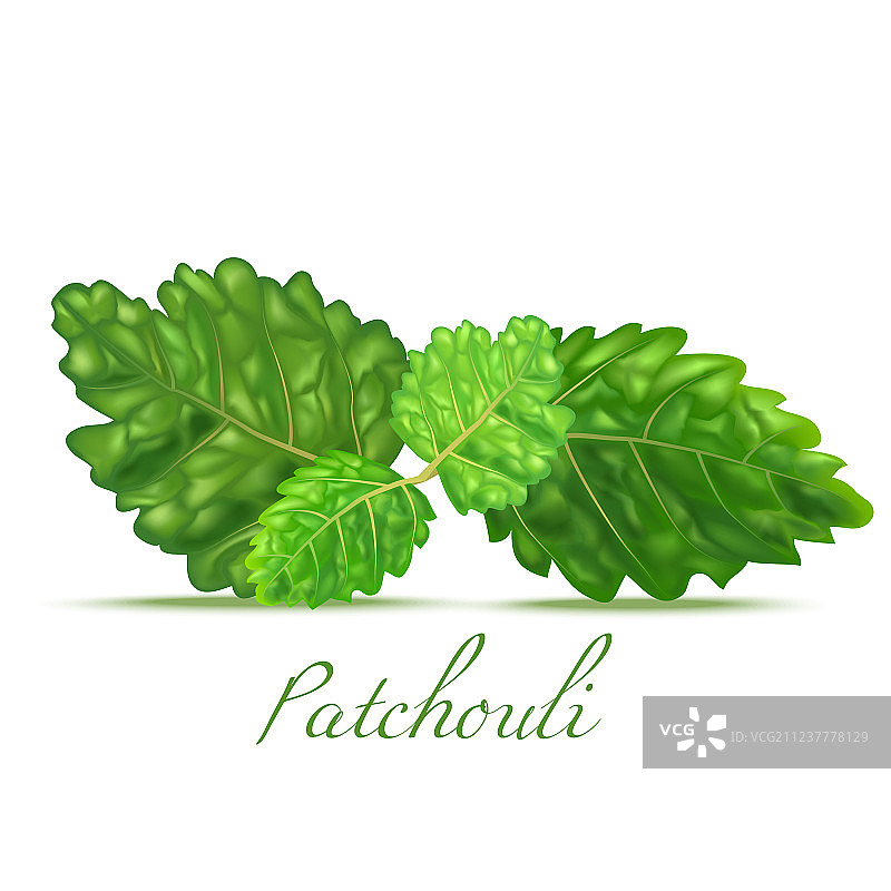 广藿香叶子写实风格图片素材