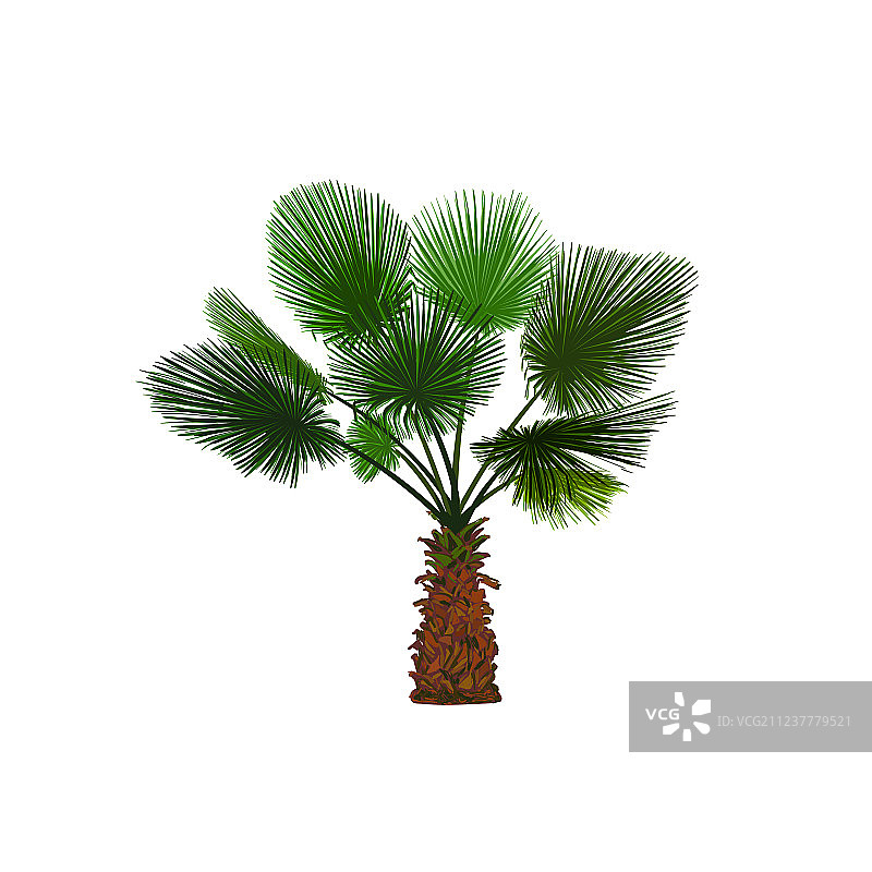 趣味热带棕榈树图片素材
