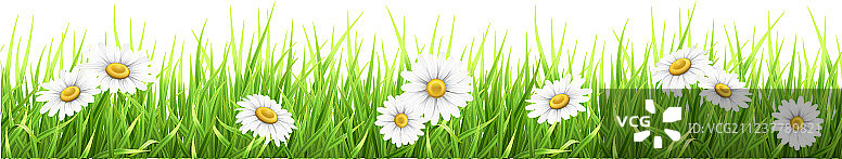 绿色植物和洋甘菊图片素材