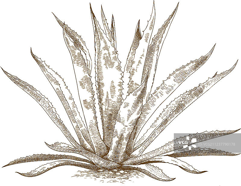 蓝色龙舌兰雕刻图片素材