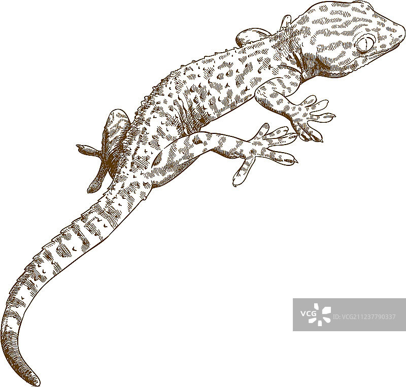 壁虎雕刻图片素材