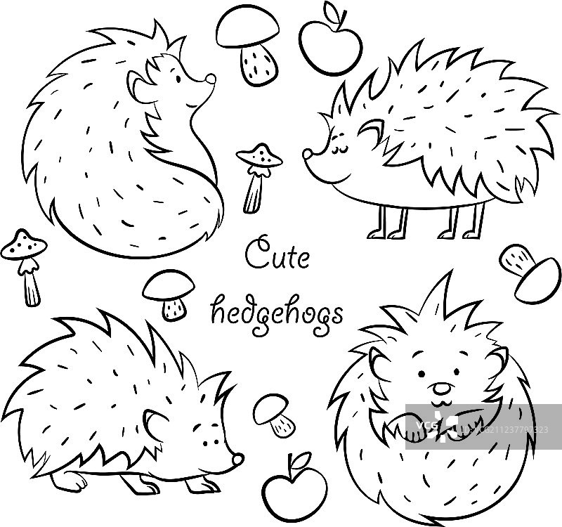 四只可爱的刺猬图片素材