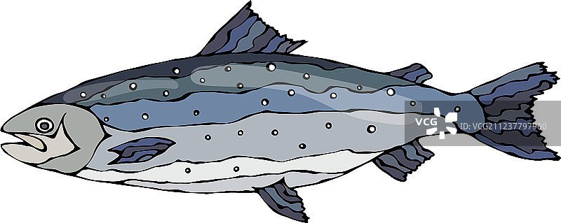 逼真的大西洋鲑鱼红鱼图像图片素材