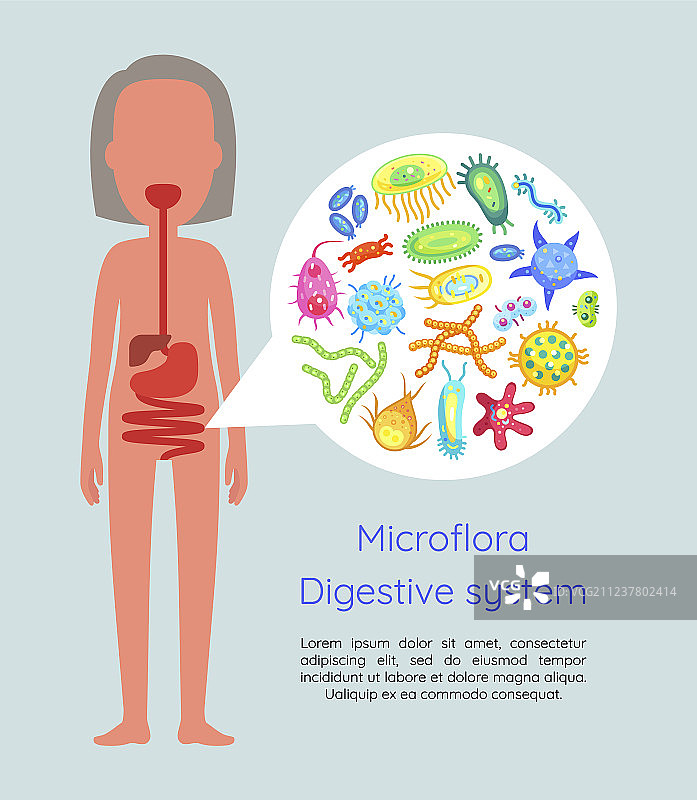消化系统微生物群图片素材