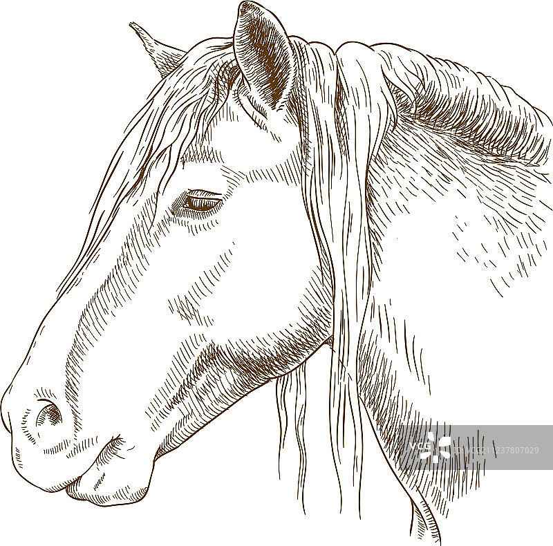 马头雕刻图案图片素材