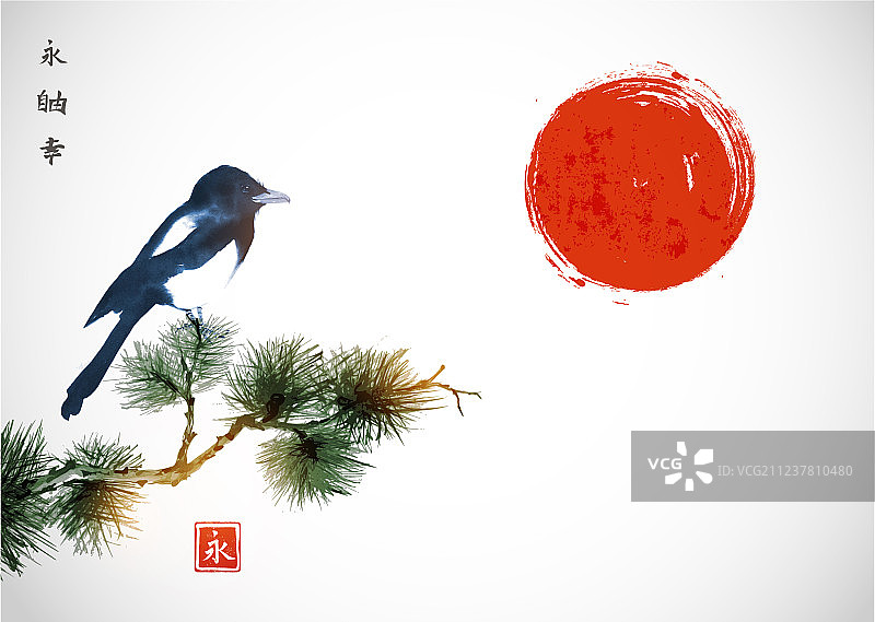 大喜鹊鸟栖息在松树枝上图片素材