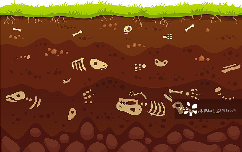 埋藏在土层中的考古骨骼化石图片素材