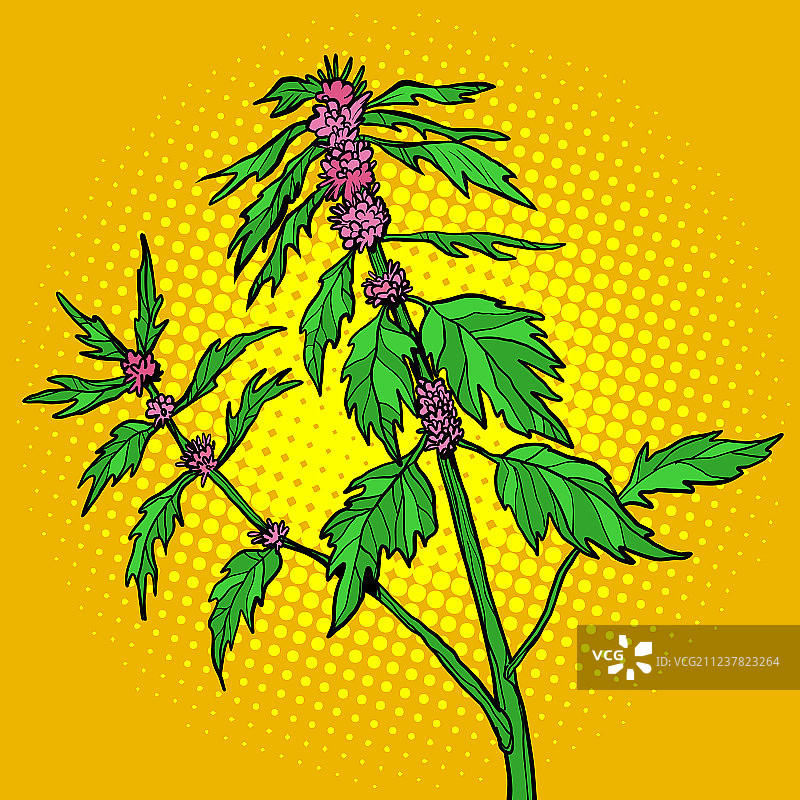 益母草药用植物图片素材