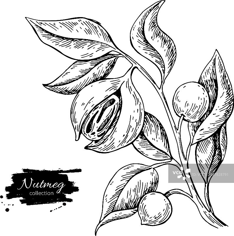 肉豆蔻植物枝条植物学绘画图片素材