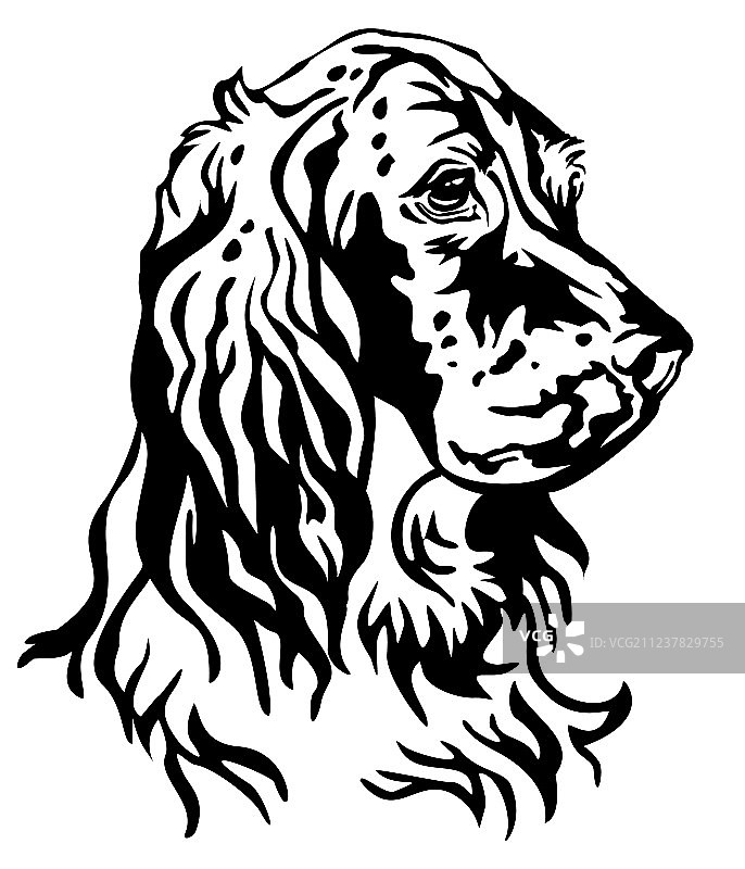 英国雪达犬的装饰肖像图片素材