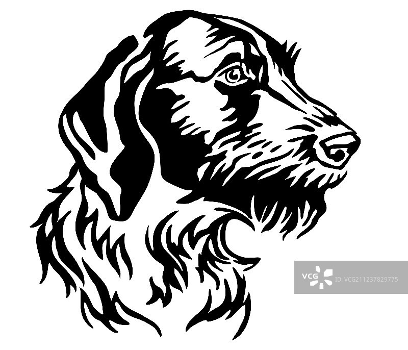 德国刚毛指示犬装饰肖像图片素材