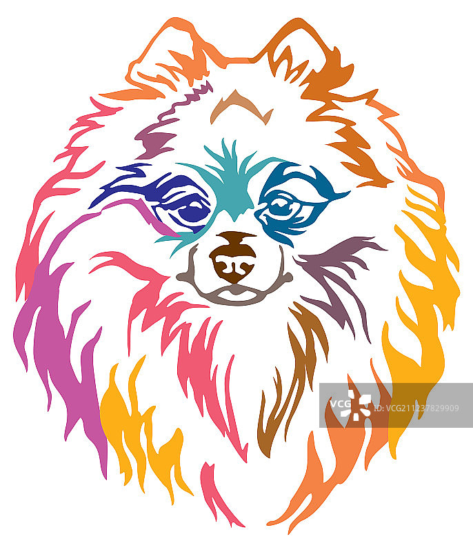 博美犬的彩色装饰肖像图片素材