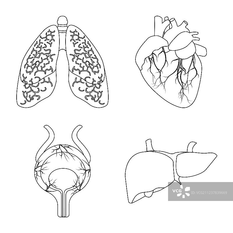 独立物体：身体与人体图标合集图片素材