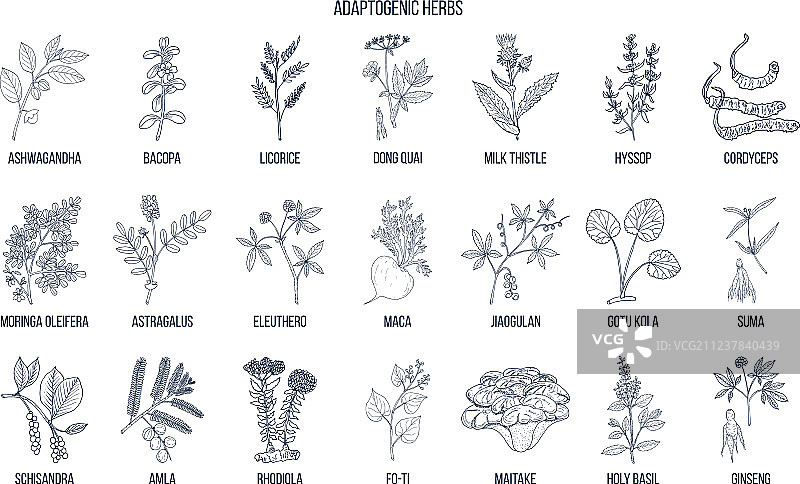 手绘适应原草药图片素材