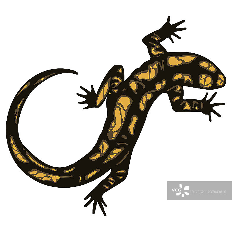 火蜥蜴图片素材