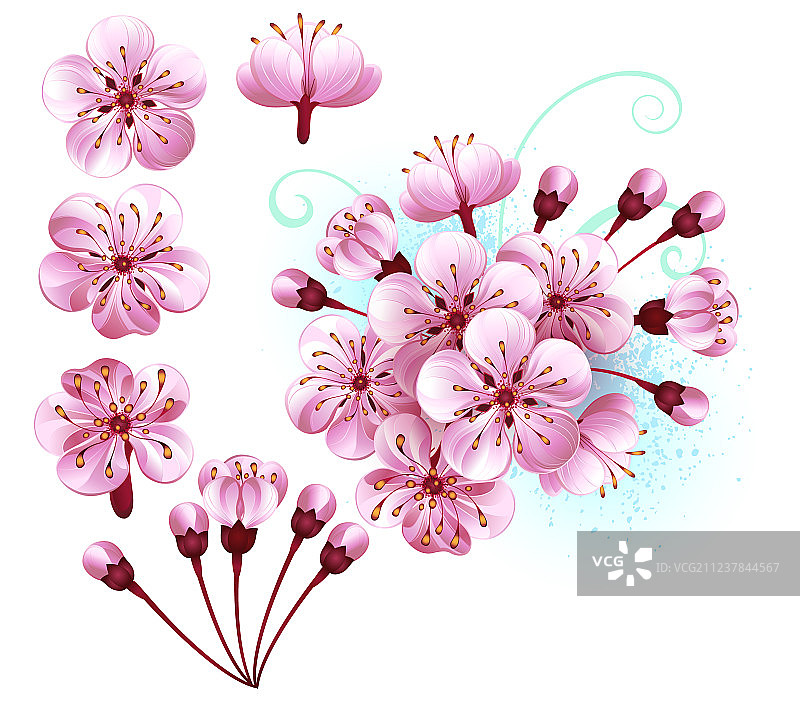 樱花合集图片素材