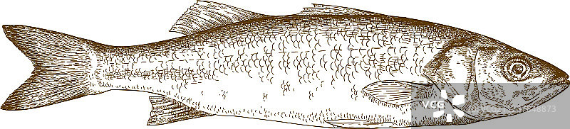 海鲈鱼雕刻图片素材