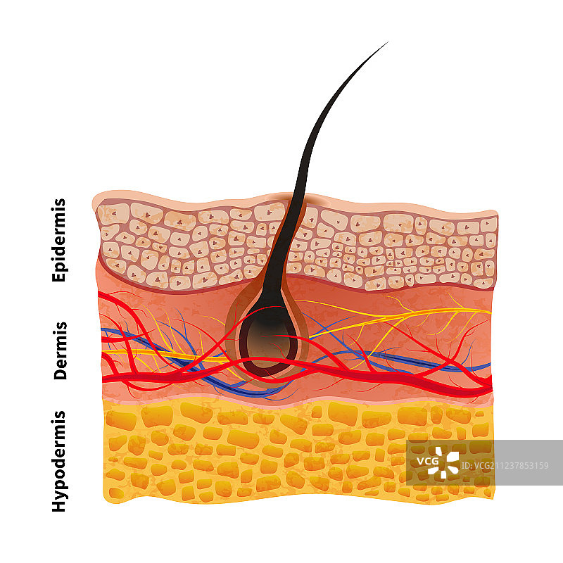 带毛发的人体皮肤结构医学图图片素材