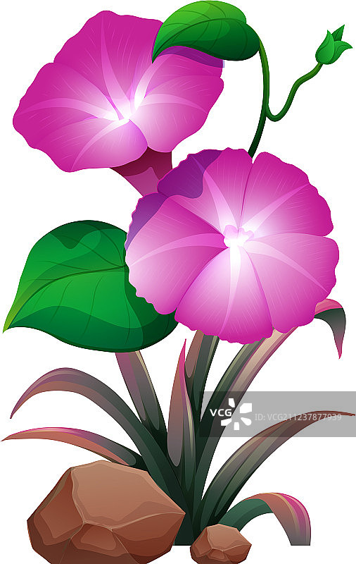 白色背景上的粉色喇叭花和岩石图片素材