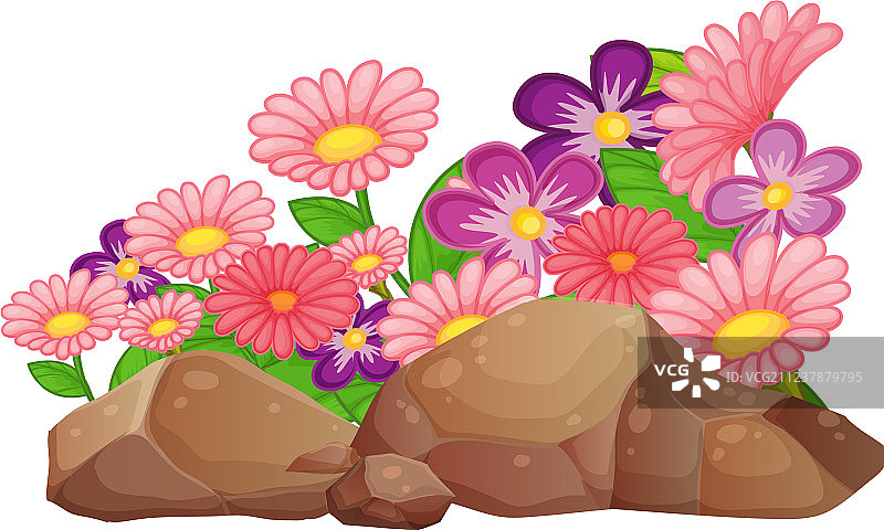 白色背景上的粉色非洲菊图片素材