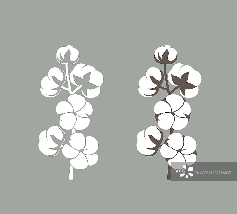 棉花植物图片素材