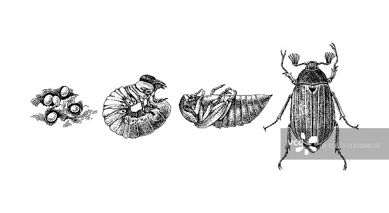 五月金龟子的四个变态阶段图片素材