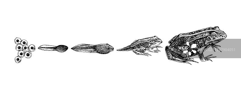 手绘青蛙变态图片素材
