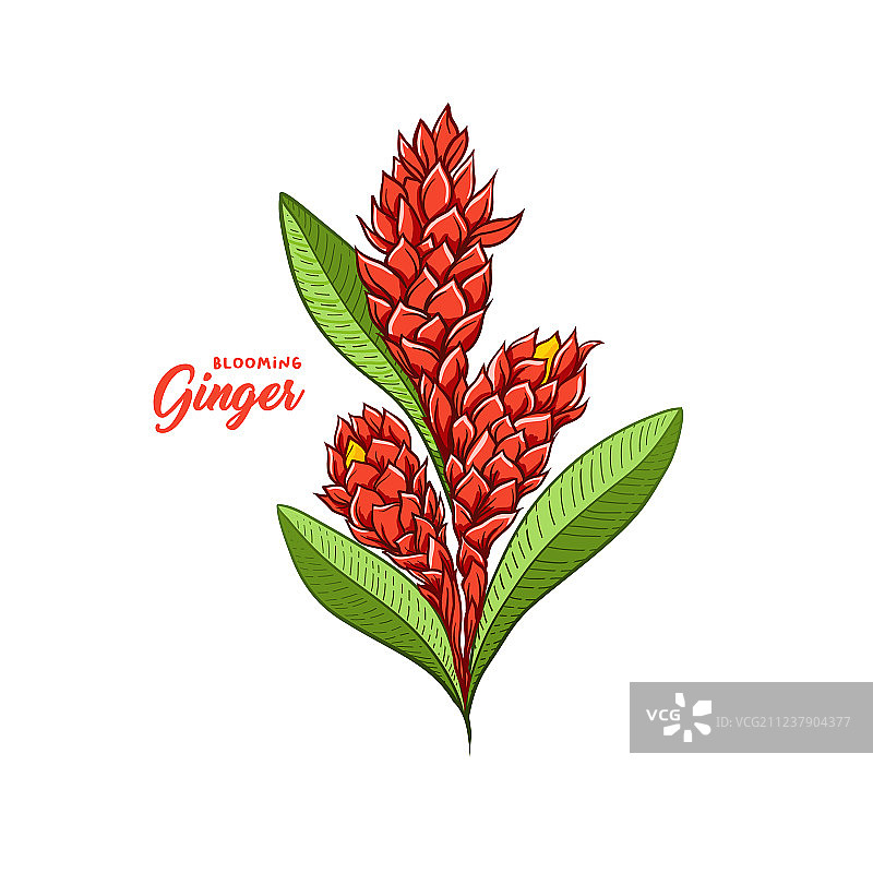 姜花开花植物香料图片素材