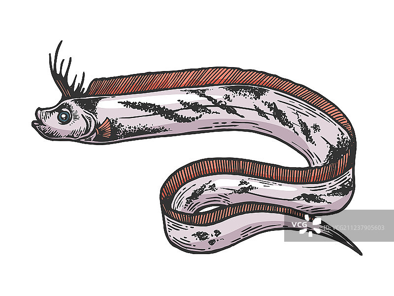 皇带鱼彩色素描雕刻图片素材