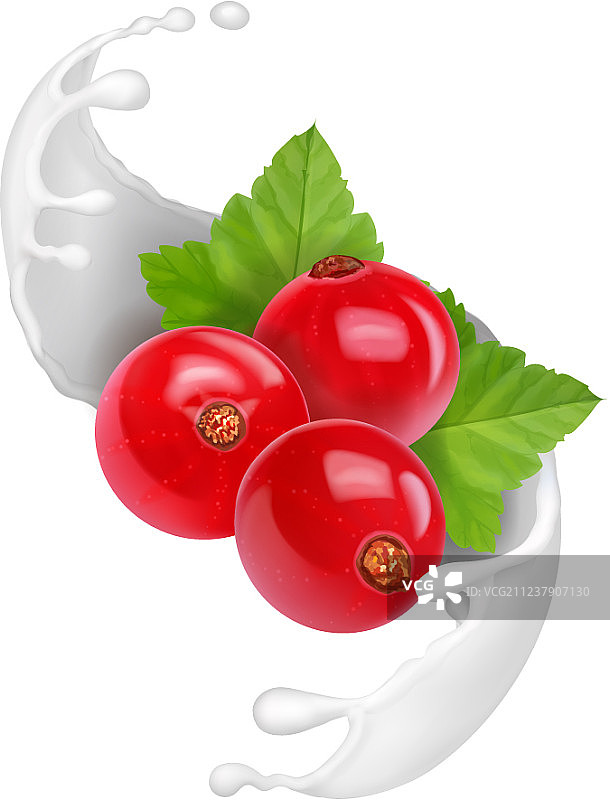 酸奶飞溅冰淇淋中的红醋栗图片素材