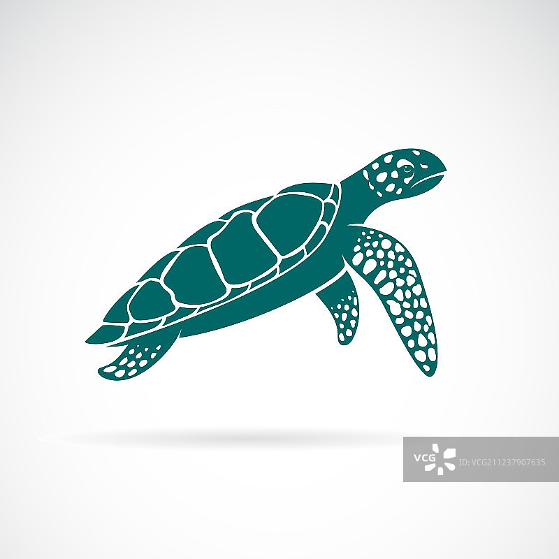 白色背景上的海龟图片素材