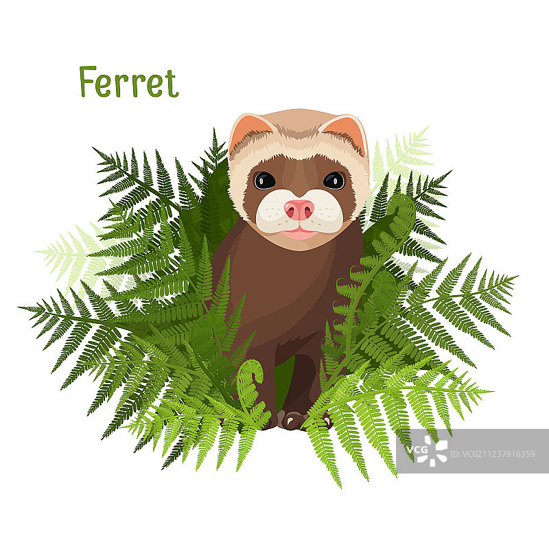 绿叶蕨类植物中的可爱雪貂图片素材