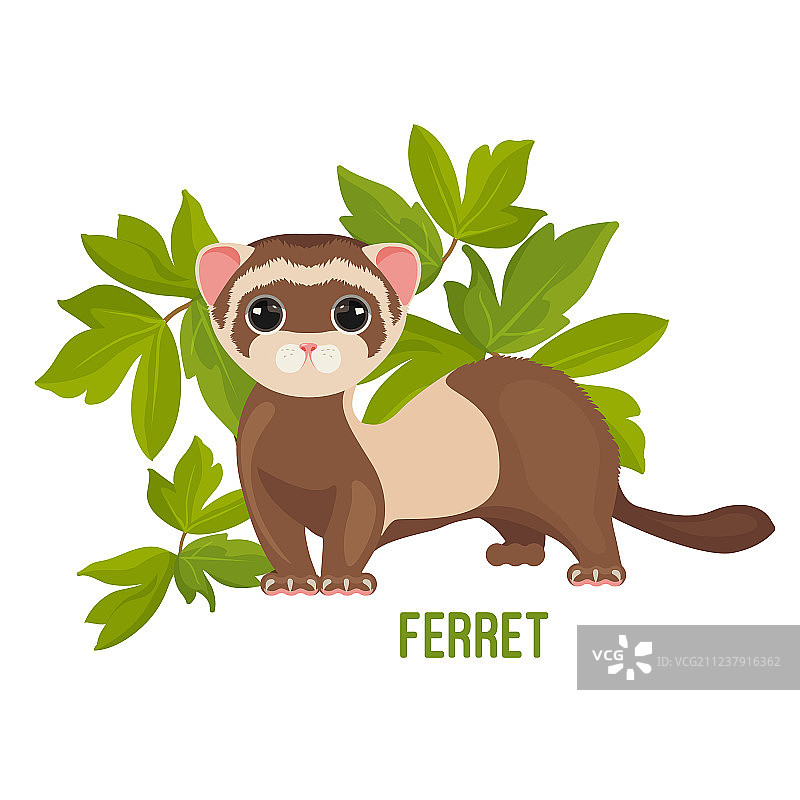 绿叶中睁大眼睛的雪貂图片素材