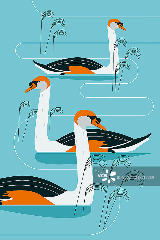 在湖面上的鹅扁平矢量风格插画图片素材