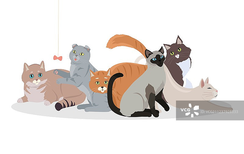 可爱的猫品种宠物合集banner图片素材