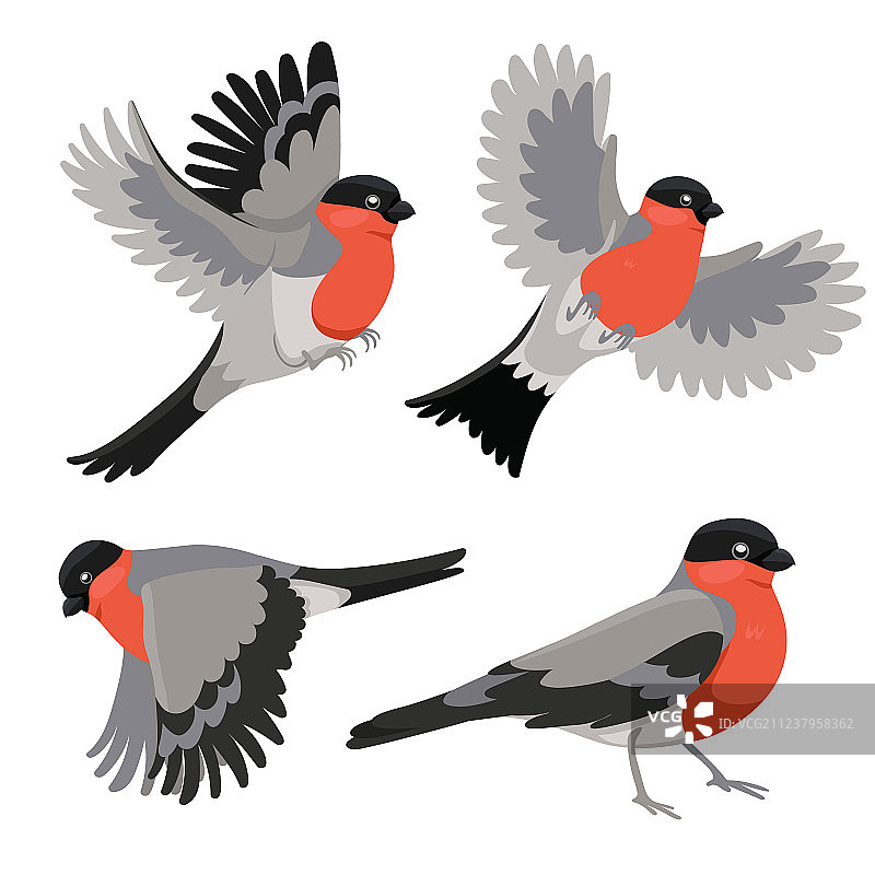 白底红腹灰雀合集图片素材