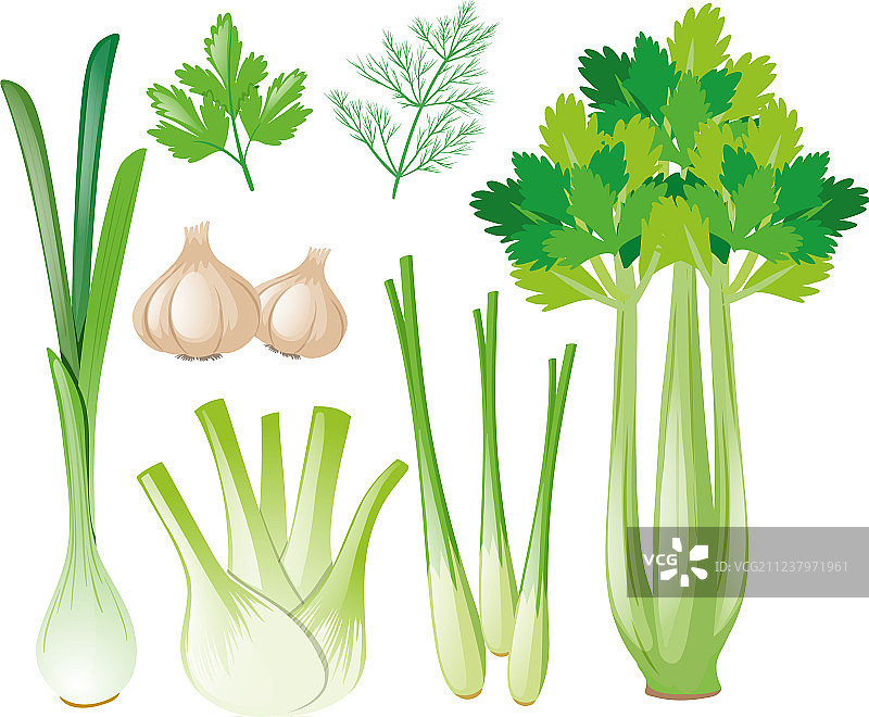 不同类型的蔬菜图片素材