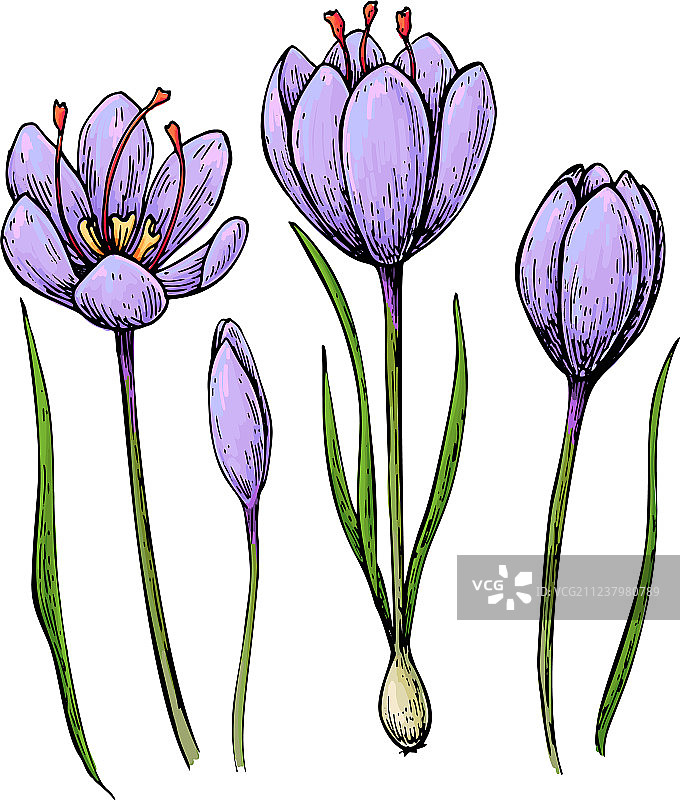 藏红花颜色藏红花手绘花朵图片素材