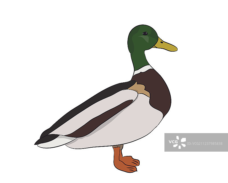 雄鸭图片素材
