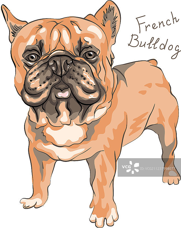 法国斗牛犬素描图片素材