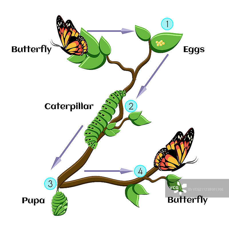 蝴蝶生命周期图片素材