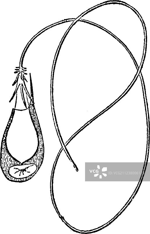 古风胞囊图片素材