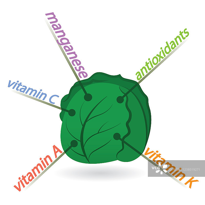 羽衣甘蓝的营养成分与益处图片素材