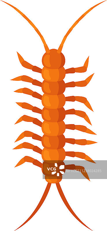 蜈蚣昆虫图片素材