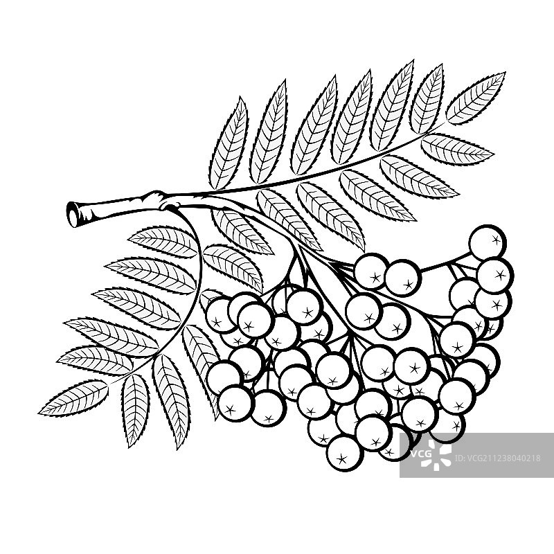 花楸分支图片素材