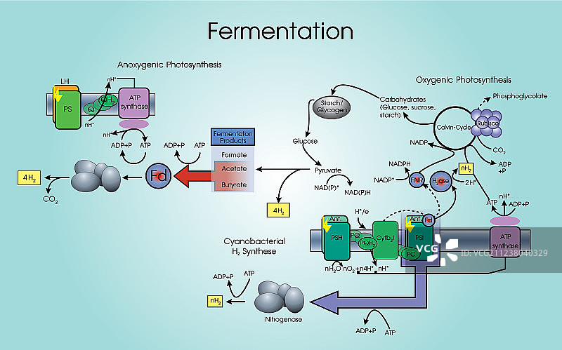 发酵过程图片素材
