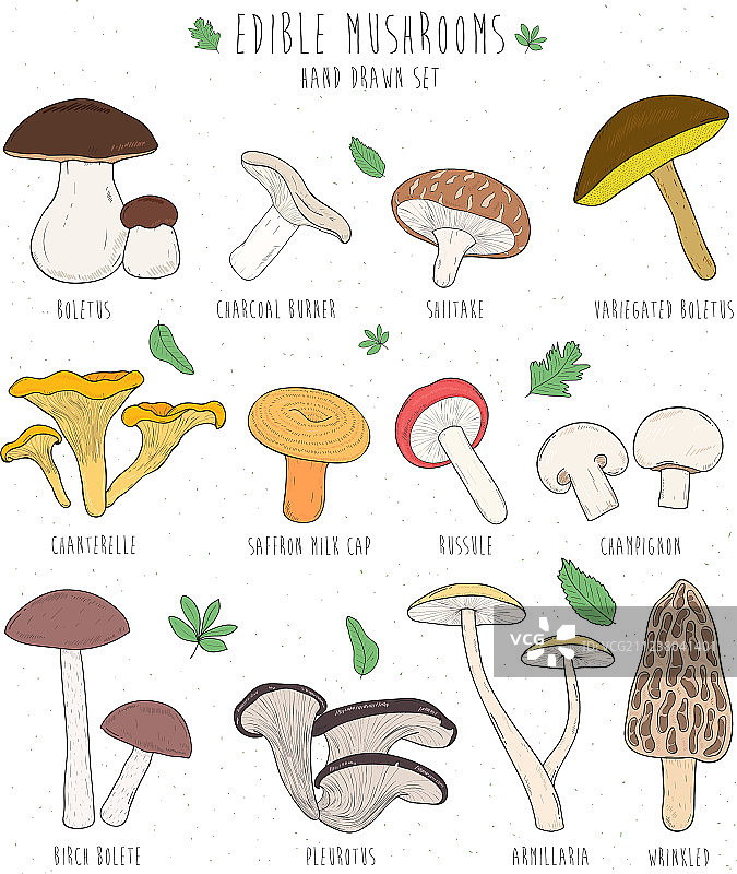 带有标题的可食用蘑菇图案合集图片素材
