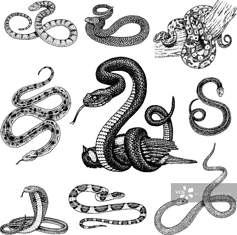 蝰蛇、蟒蛇与眼镜蛇素材图片素材